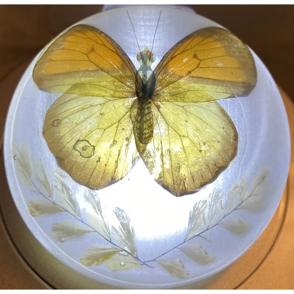 VINT 1969 Real Ixias pyrene Butterfly Insect Paperweight Made USA New Designs